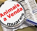 Animais a Venda